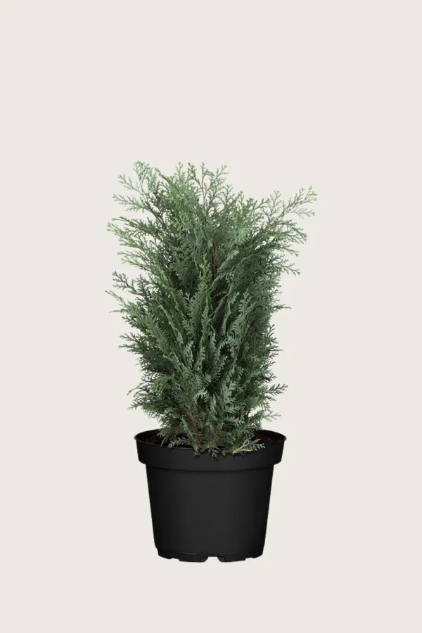 Blå-ädelcypress-Kruka-Välgrenad-80cm.webp