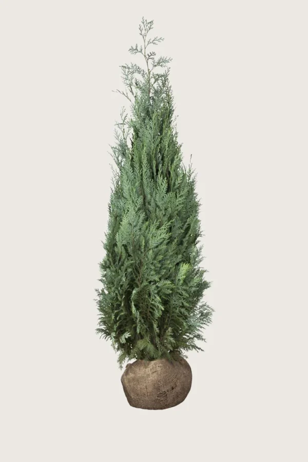 Blå-ädelcypress-Rotklump-Outlet-200cm.webp
