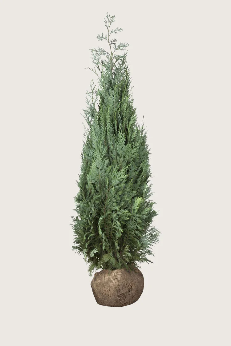 Blå-ädelcypress-Rotklump-Outlet-200cm.webp