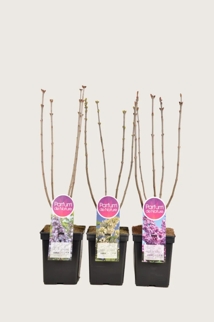 Selected Product