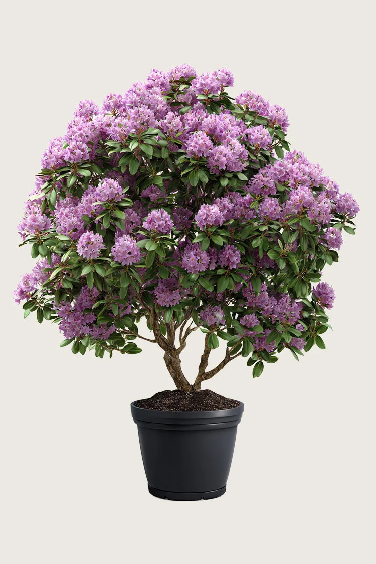 Blandad-rhododendron-Färdig-häck-Välgrenad-150cm.webp