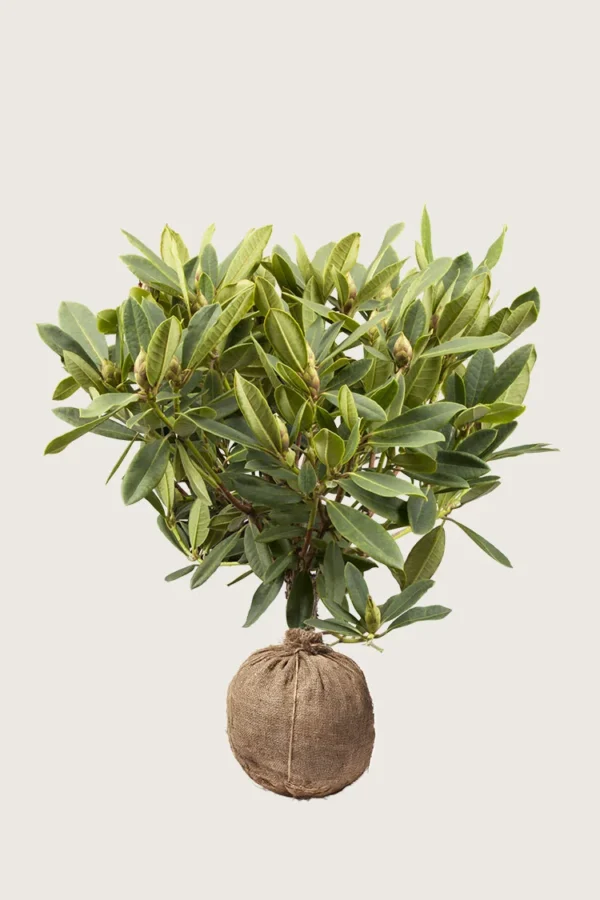 Blandad-rhododendron-Rotklump-Välgrenad-60cm.webp