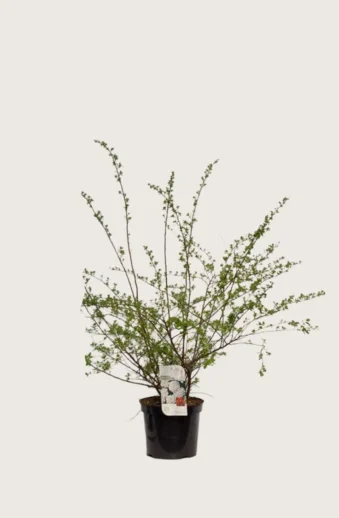 Bukettspirea-Kruka-Grenad-30cm.webp