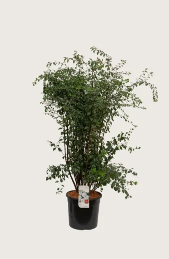 Bukettspirea-Kruka-Välgrenad-150cm.webp