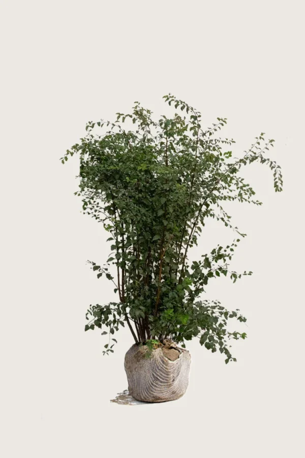 Bukettspirea-Rotklump-Välgrenad-175cm.webp
