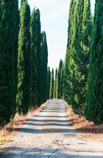 Blå ädelcypress