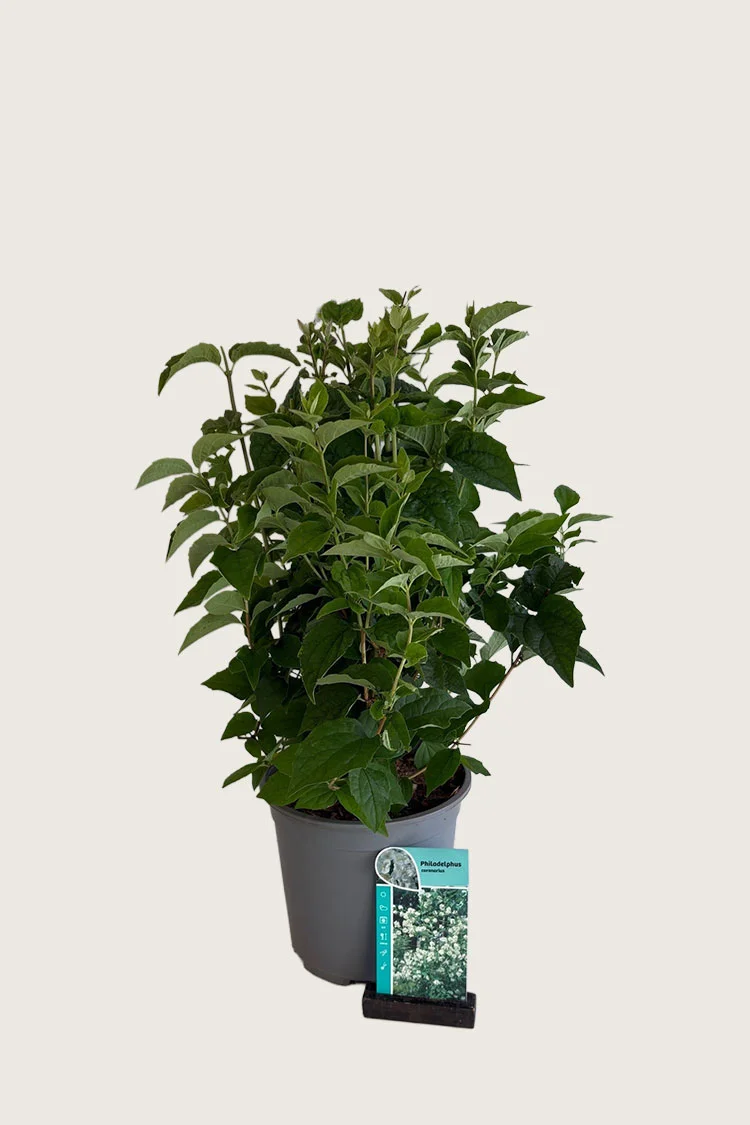 Selected Product