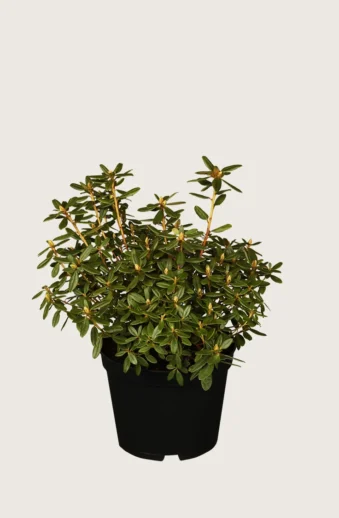 Dvärgrhododendron-Kruka-Grenad-15cm.webp