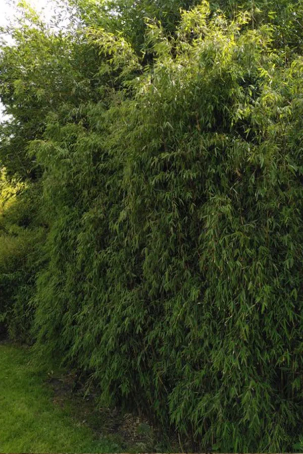 Glansbambu Jiuzhaigou