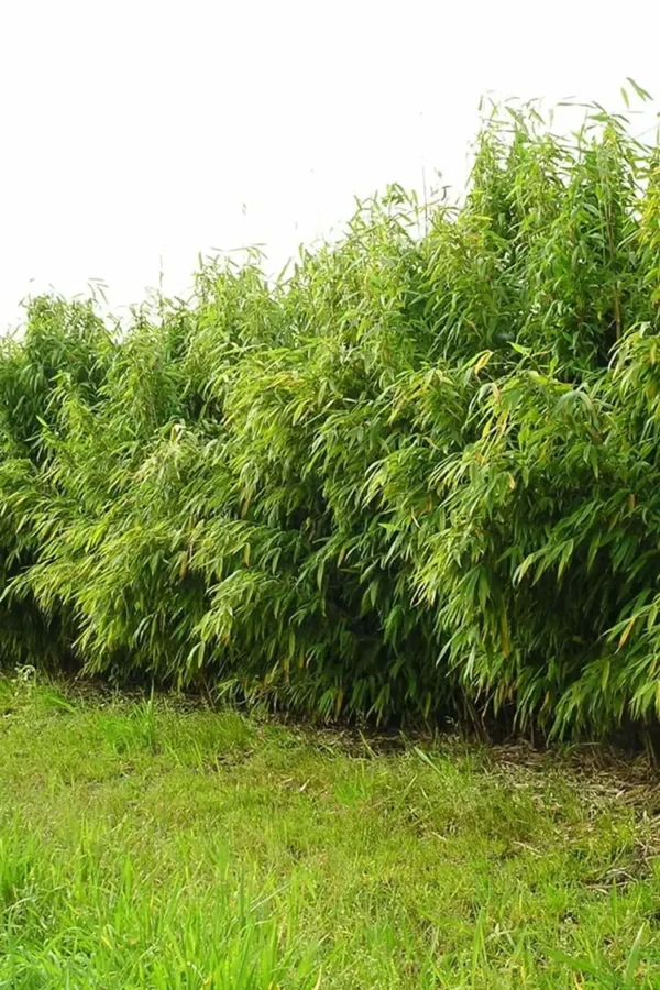 Bergbambu Jumbo