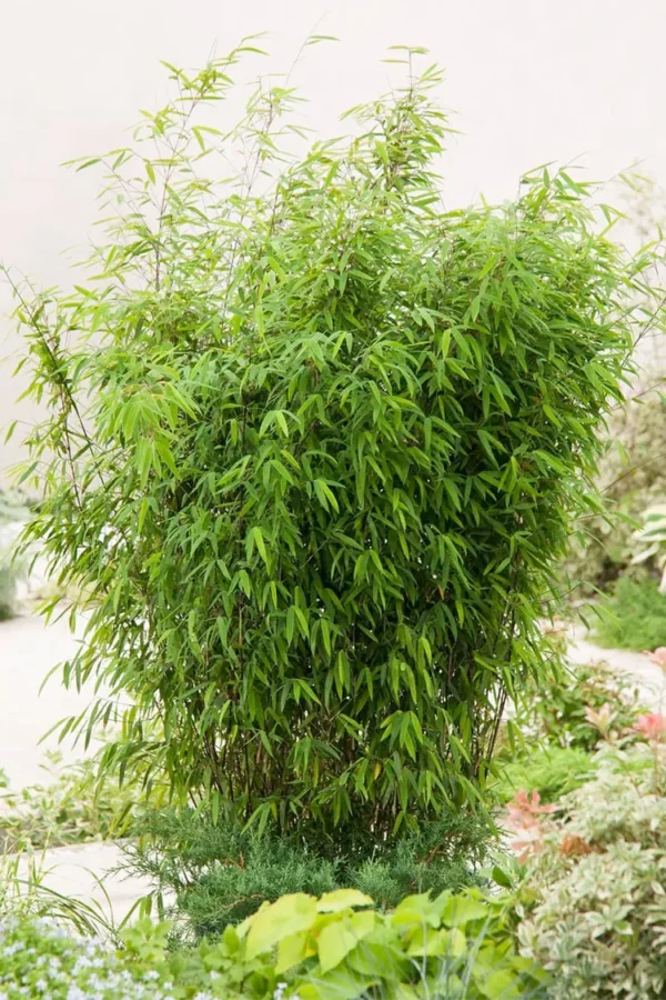 Glansbambu Black Pearl