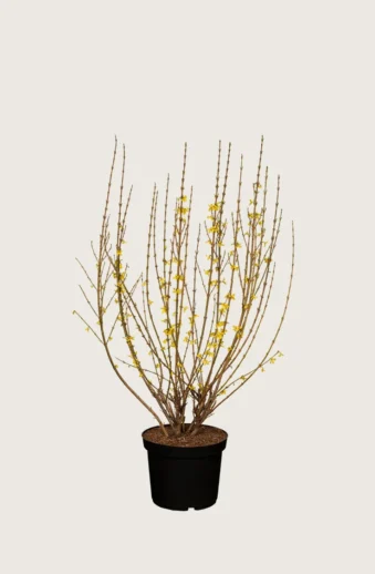Forsythia-Kruka-Grenad-100cm.webp