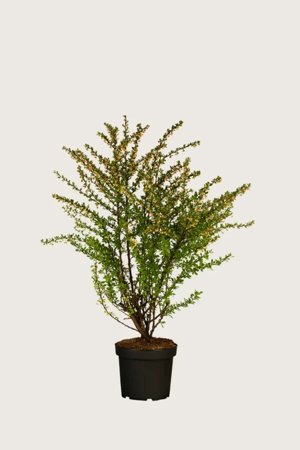 Häckberberis-Kruka-Grenad-20cm.webp