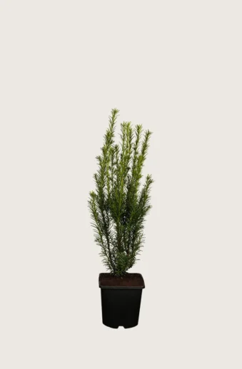 Hybrididegran-'Groenland'-Kruka-Grenad-40cm.webp
