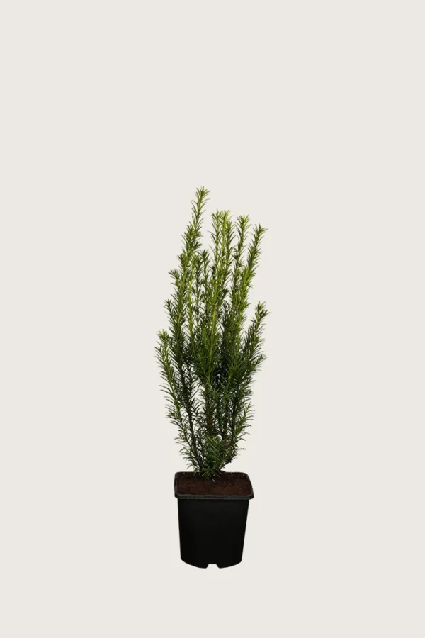 Hybrididegran-'Groenland'-Kruka-Grenad-40cm.webp