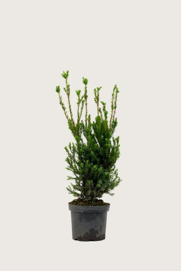 Hybrididegran-Hicksii-Kruka-Outlet-40cm.webp