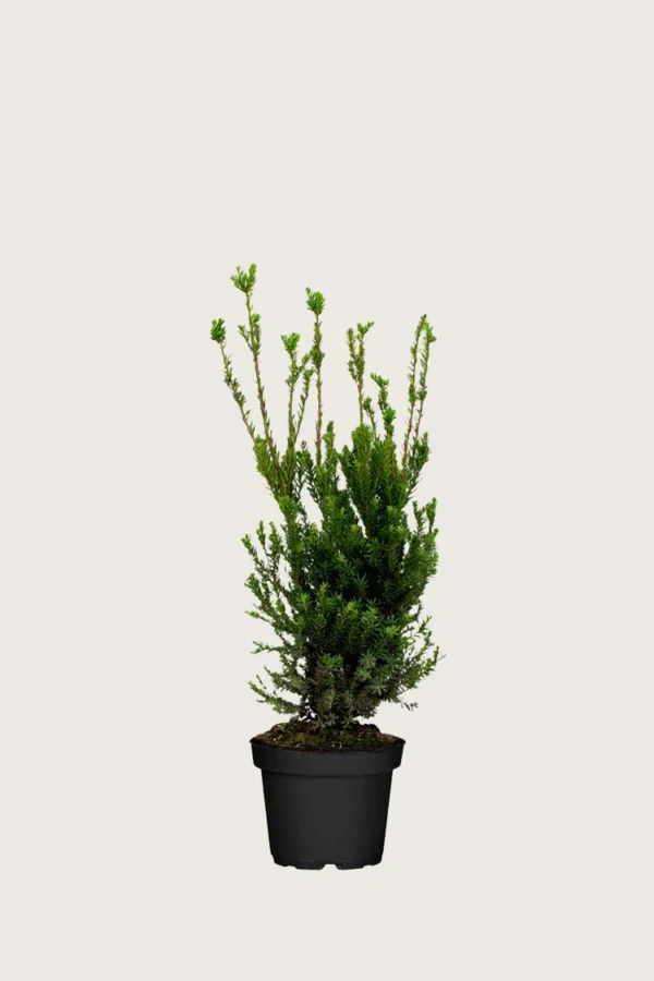 Hybrididegran-Hillii-Kruka-Outlet-40cm.webp