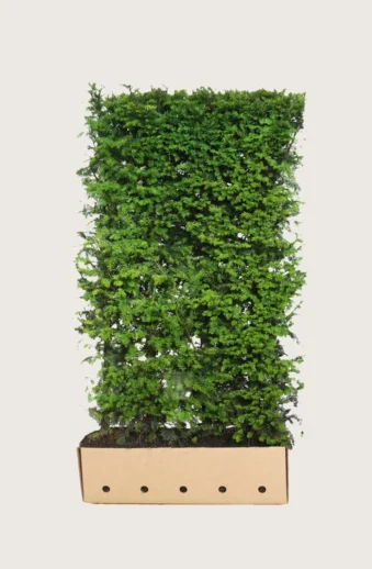 Idegran-Taxus-Baccata-Färdig-häck-Välgrenad-150cm.webp