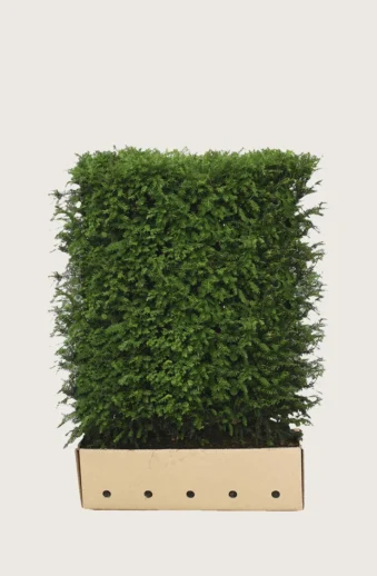 Idegran-Taxus-Baccata-Färdig-häck-Välgrenad-80cm.webp