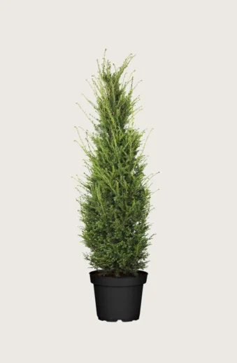 Idegran-Taxus-Baccata-Kruka-Grenad-100cm.webp