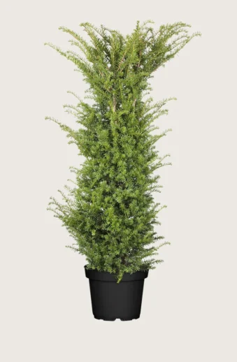 Idegran-Taxus-Baccata-Kruka-Grenad-300cm.webp