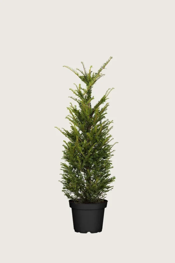 Idegran-Taxus-Baccata-Kruka-Grenad-40cm.webp