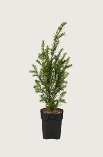 Idegran-Taxus-Baccata-Kruka-Outlet-175cm.webp