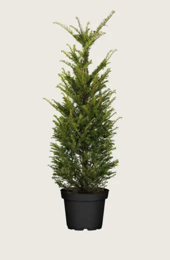 Idegran-Taxus-Baccata-Kruka-Outlet-225cm.webp