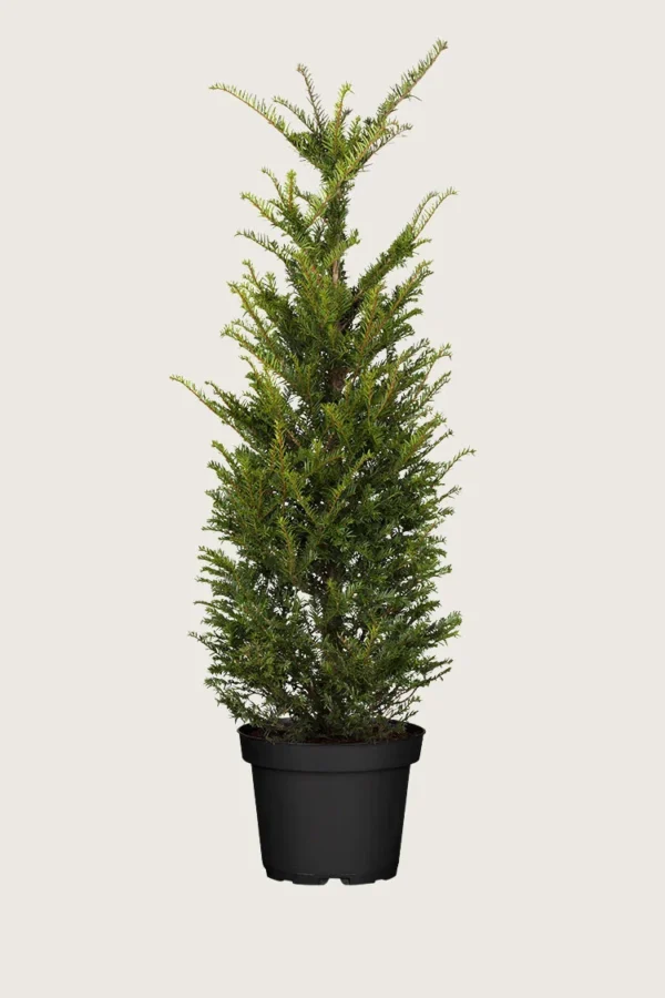 Idegran-Taxus-Baccata-Kruka-Outlet-250cm.webp