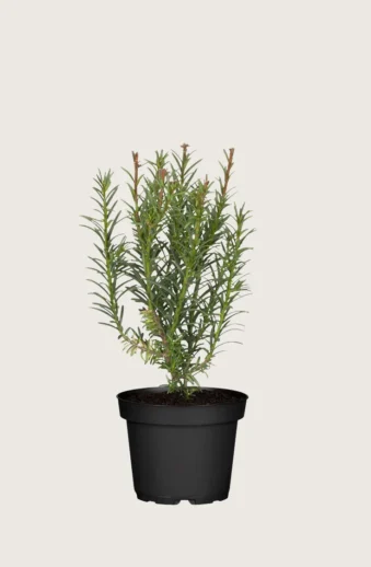 Idegran-Taxus-Baccata-Kruka-Outlet-40cm.webp