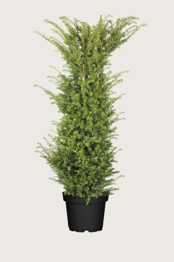 Idegran-Taxus-Baccata-Kruka-Välgrenad-300cm.webp