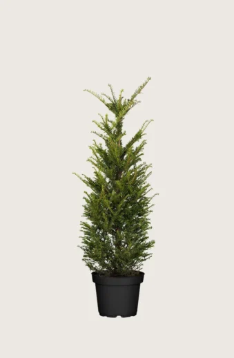 Idegran-Taxus-Baccata-Kruka-Välgrenad-60cm.webp
