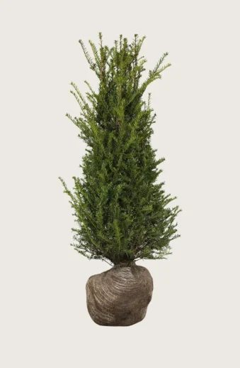 Idegran-Taxus-Baccata-Rotklump-Grenad-250cm.webp