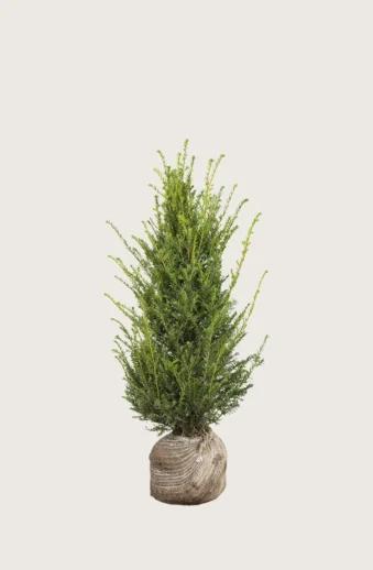 Idegran-Taxus-Baccata-Rotklump-Grenad-80cm.webp