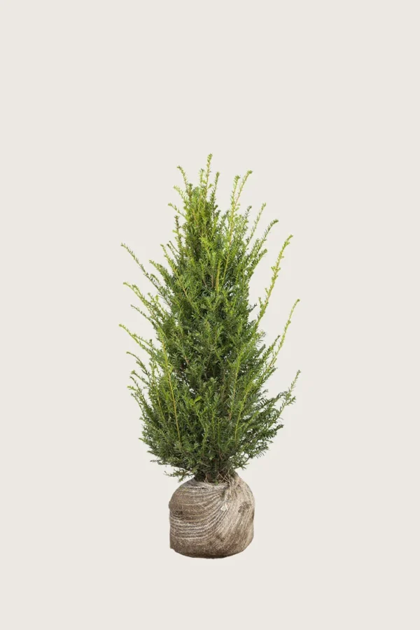 Idegran-Taxus-Baccata-Rotklump-Grenad-80cm.webp