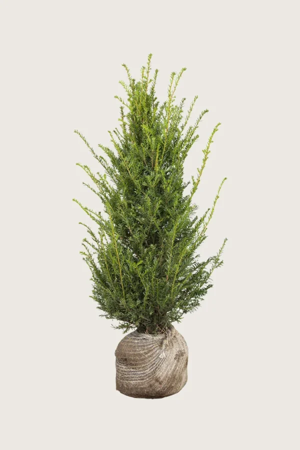Idegran-Taxus-Baccata-Rotklump-Outlet-175cm.webp