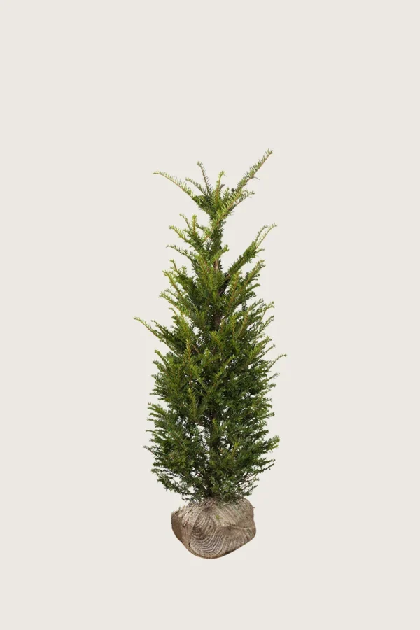 Idegran-Taxus-Baccata-Rotklump-Outlet-60cm.webp