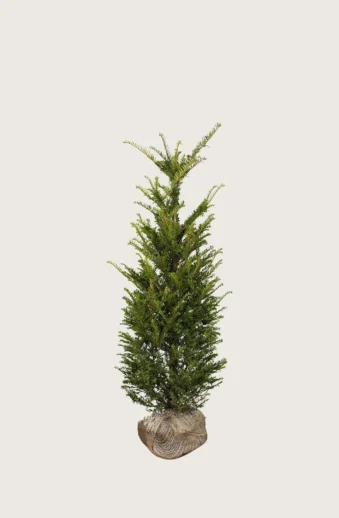 Idegran-Taxus-Baccata-Rotklump-Outlet-80cm.webp