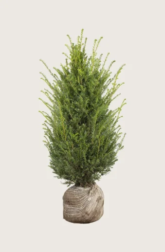 Idegran-Taxus-Baccata-Rotklump-Välgrenad-175cm.webp