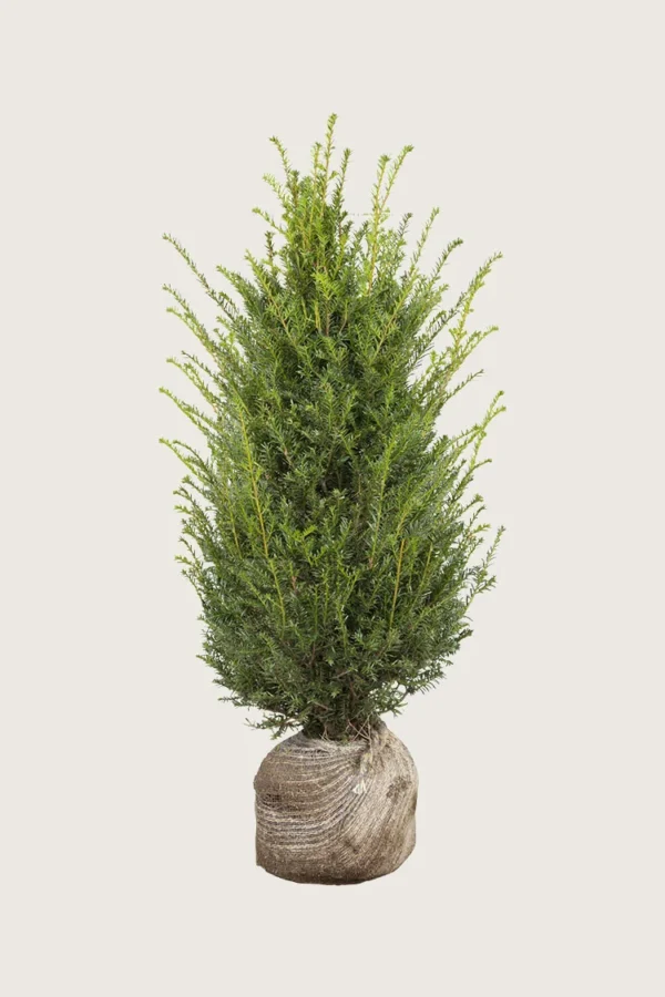 Idegran-Taxus-Baccata-Rotklump-Välgrenad-200cm.webp