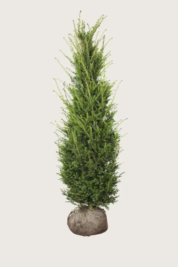 Idegran-Taxus-Baccata-Rotklump-Välgrenad-400cm.webp