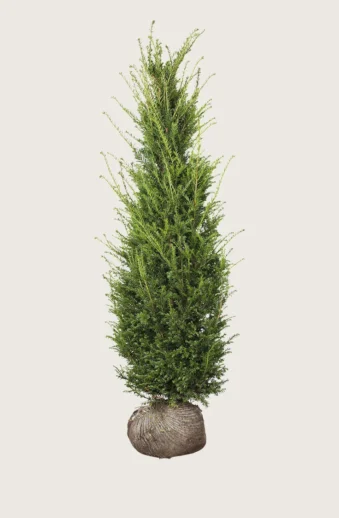 Idegran-Taxus-Baccata-Rotklump-Välgrenad-450cm.webp