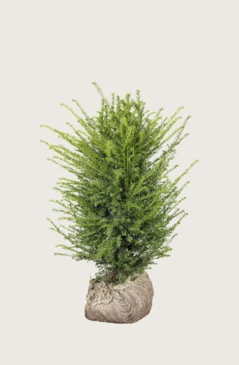 Idegran-Taxus-Baccata-Rotklump-Välgrenad-80cm.webp
