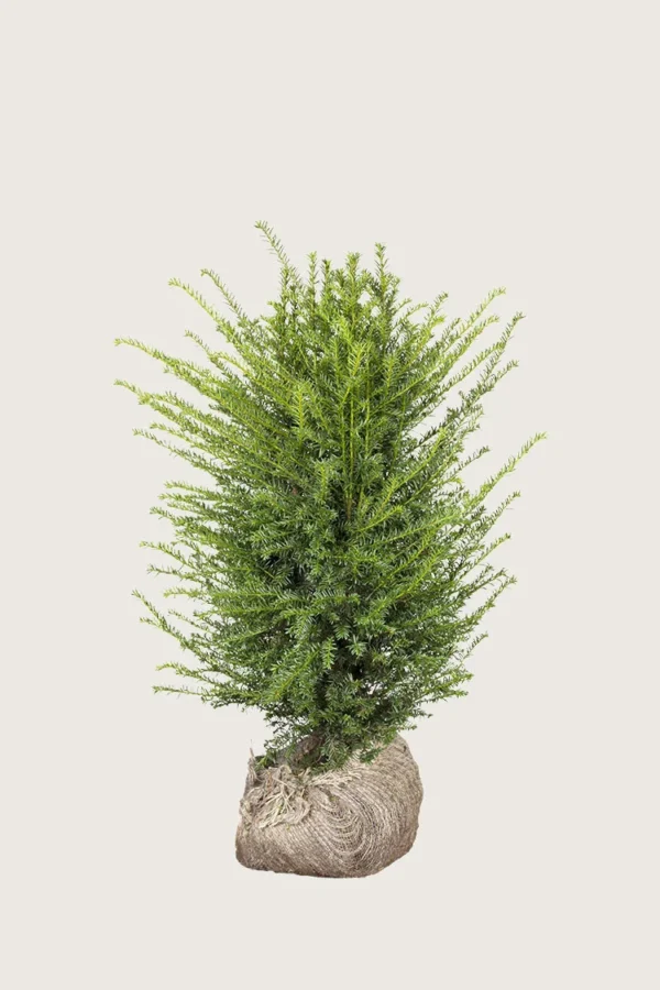 Idegran-Taxus-Baccata-Rotklump-Välgrenad-80cm.webp