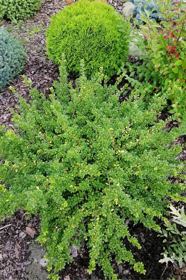 Japansk Järnek 'Convexa'