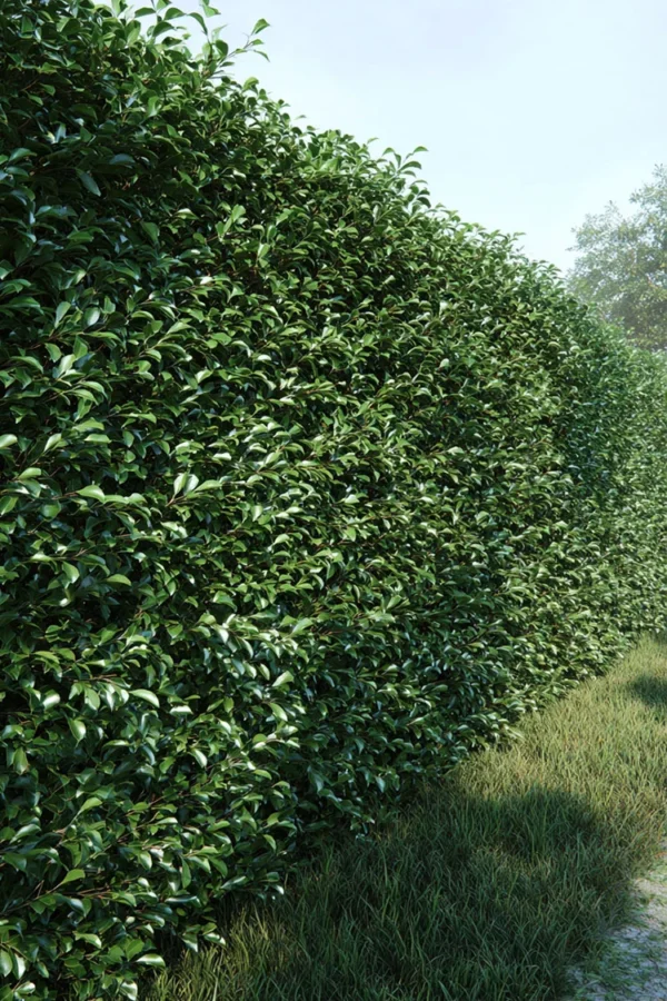 Japansk Järnek 'Kanehirae'