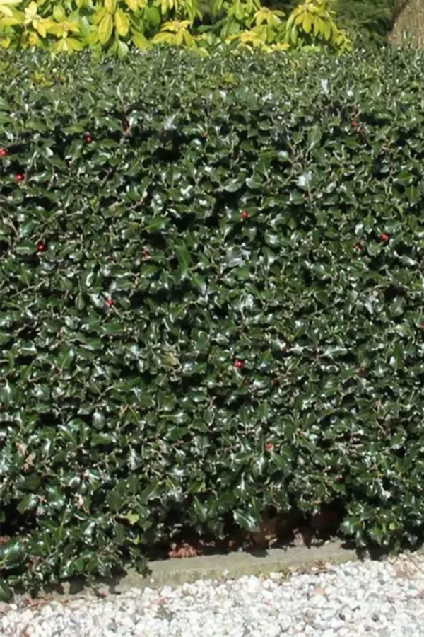 Blå Järnek Blue Maid