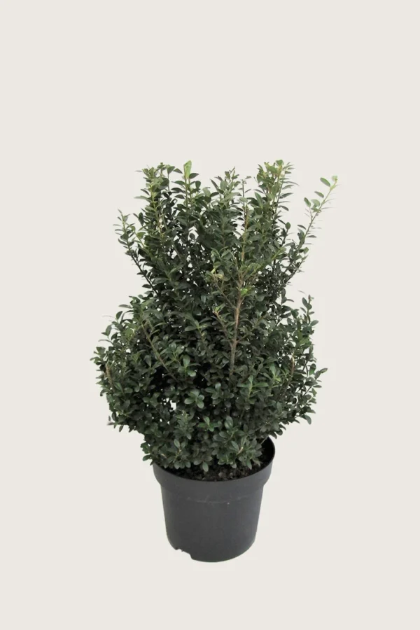 Japansk-Järnek-'Dark-Green'-Kruka-Välgrenad-80cm.webp
