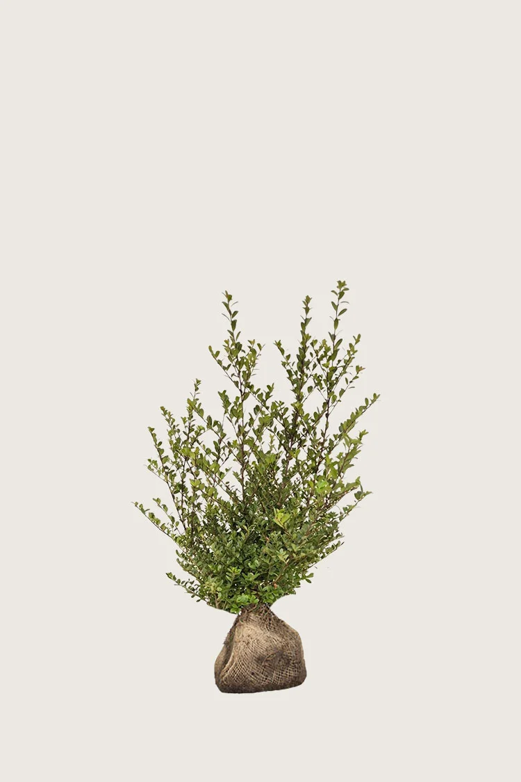 Selected Product