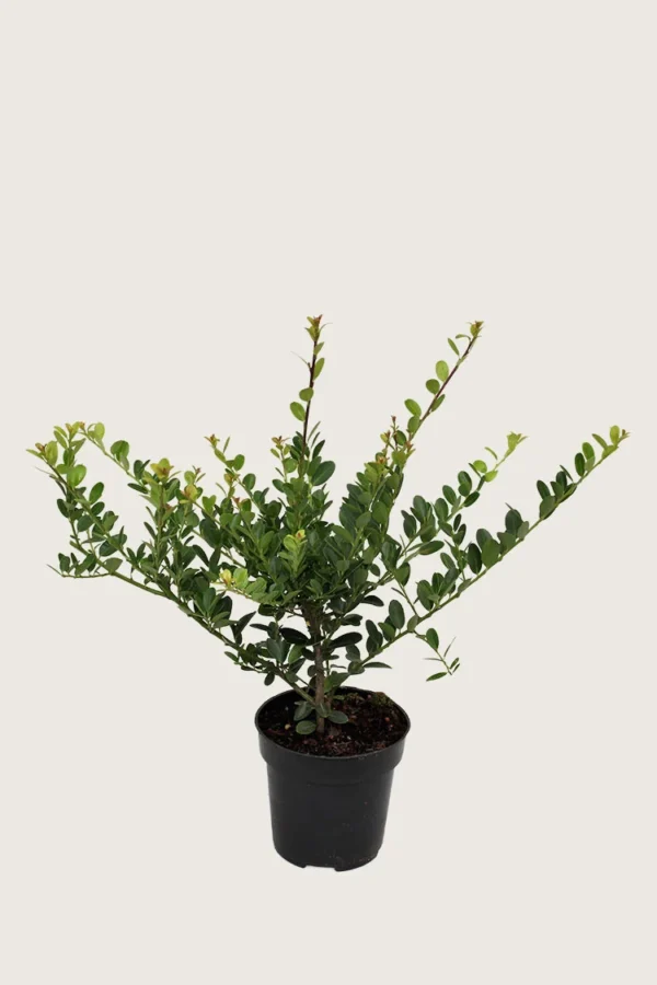 Japansk-Järnek-'Green-Hedge'-Kruka-Grenad-125cm.webp